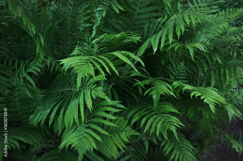 Fototapeta Naklejka Na Ścianę i Meble -  Green leafs of fern with raindrops in tropical. Top view. Flat lay. Nature background.