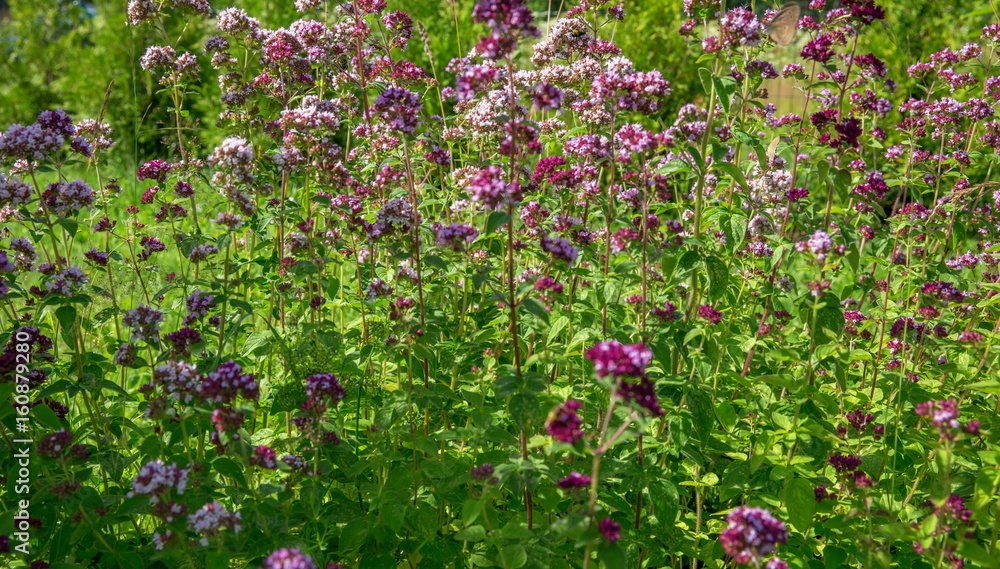 Purple flowers of origanum vulgare or common oregano, wild marjoram.