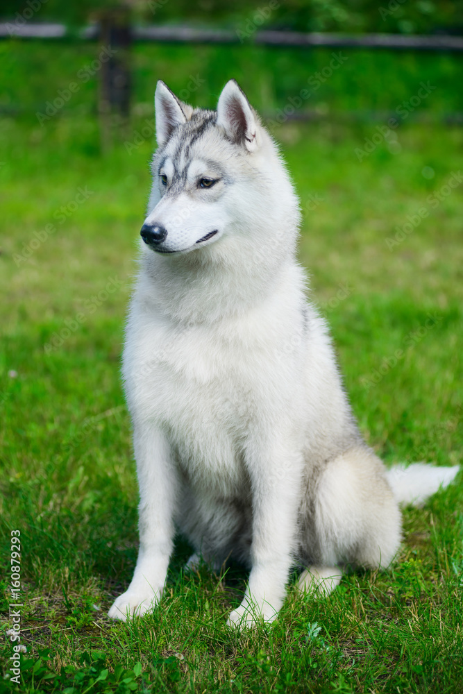Siberian husky Siberian husky