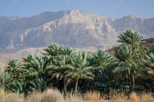 Palm grove and desert mountain