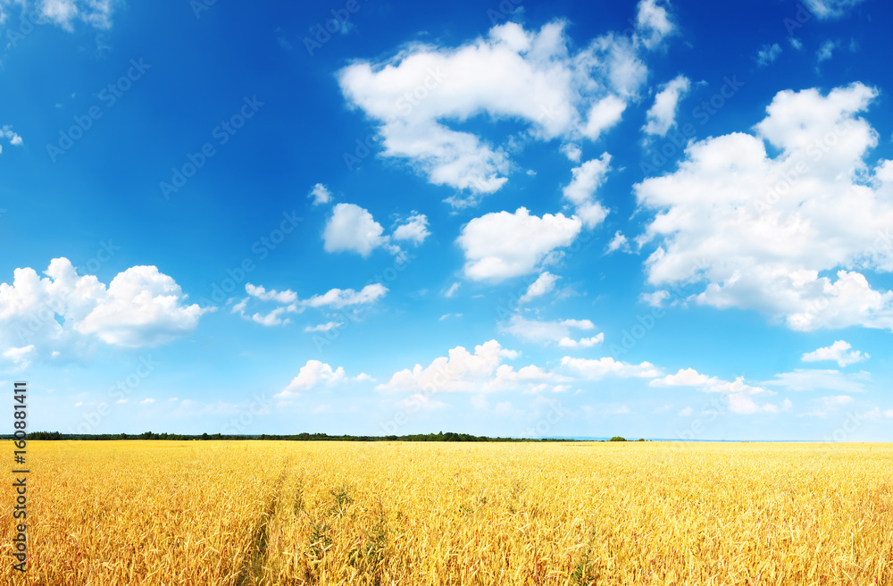 Wheat field and blue sky with white clouds Wheat field and blue sky with white clouds