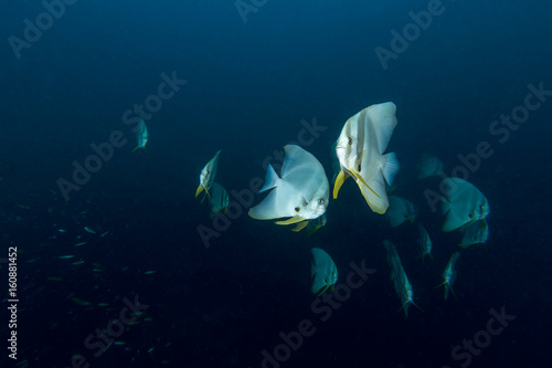 Teira Batfish (Platax teira) in the blue photo