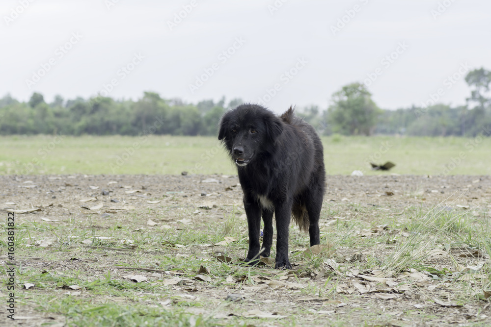 Black furry dog Standing on the ground Black furry dog Standing on the ground