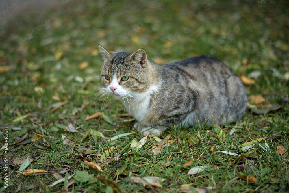 Domestic cat sitting on the grass in autumn Park