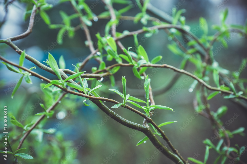 Winding willow bush in the garden. Selective focus. Winding willow bush in the garden. Selective focus.