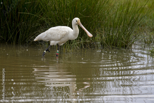 Spatule blanche  Platalea leucorodia  Eurasian Spoonbill