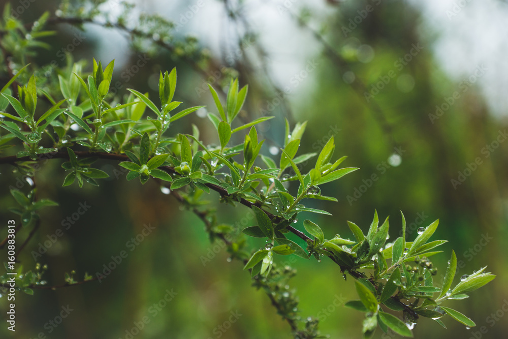 Winding willow bush in the garden. Selective focus. Winding willow bush in the garden. Selective focus.