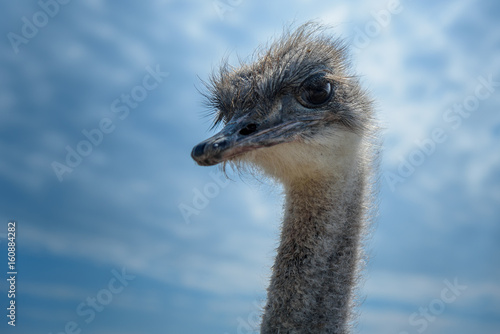 ostrich bird head and neck close up on blue sky background