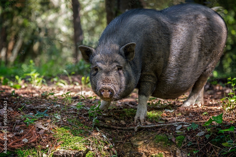Vietnamese Pot bellied Pig portrait Vietnamese Pot bellied Pig portrait