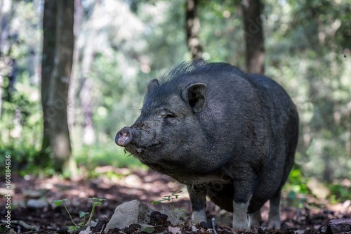 Vietnamese Pot bellied Pig portrait photo