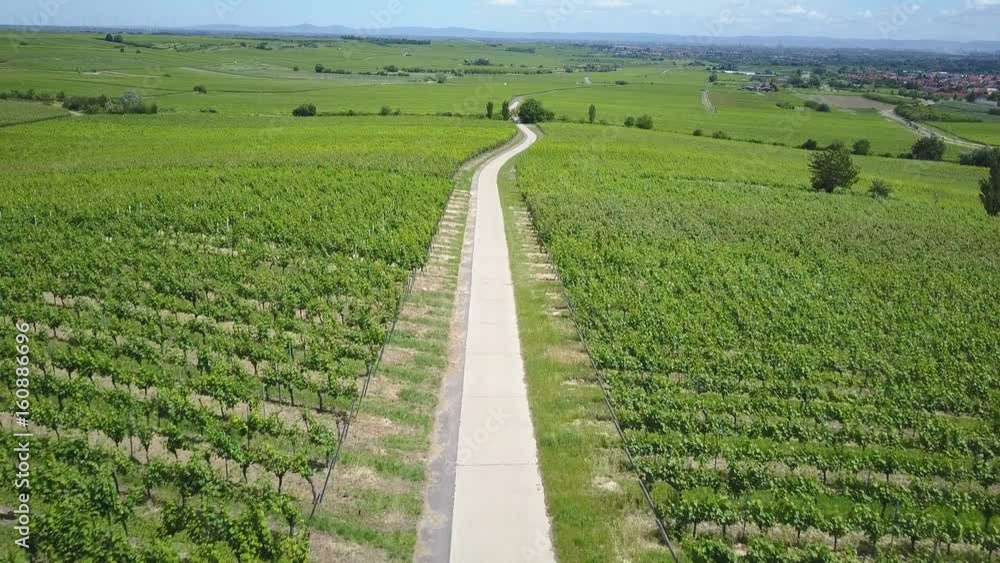 Aerial of a green vineyard in Germany with a road in between Aerial of a green vineyard in Germany with a road in between