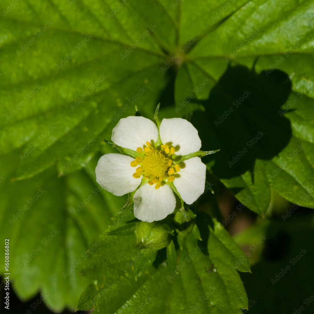 Wild strawberry flower with white petals and jagged leaves close-up, selective focus, shallow DOF Wild strawberry flower with white petals and jagged leaves close-up, selective focus, shallow DOF
