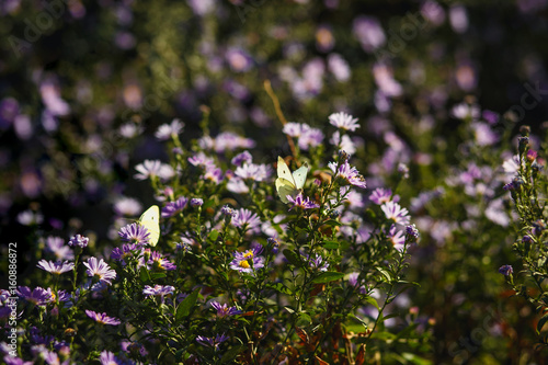 Floating butterflies pollinating the field of flowers on a sunny day