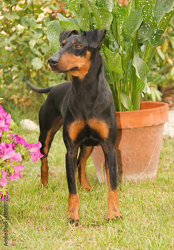 Portrait of a Manchester Terrier dog