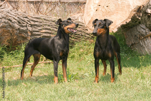 Foto Portrait of a Manchester Terrier dog