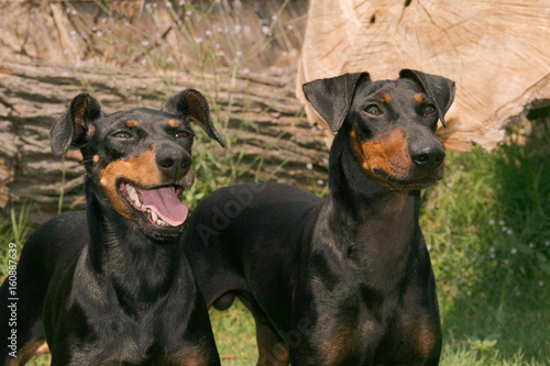 Foto Portrait of a Manchester Terrier dog