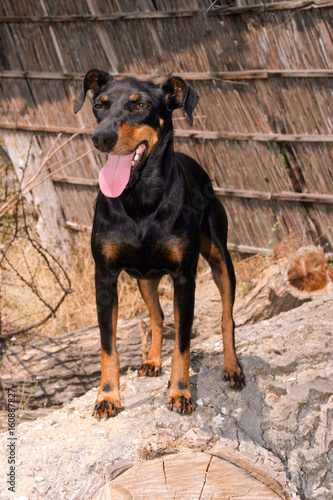 Portrait of a Manchester Terrier dog