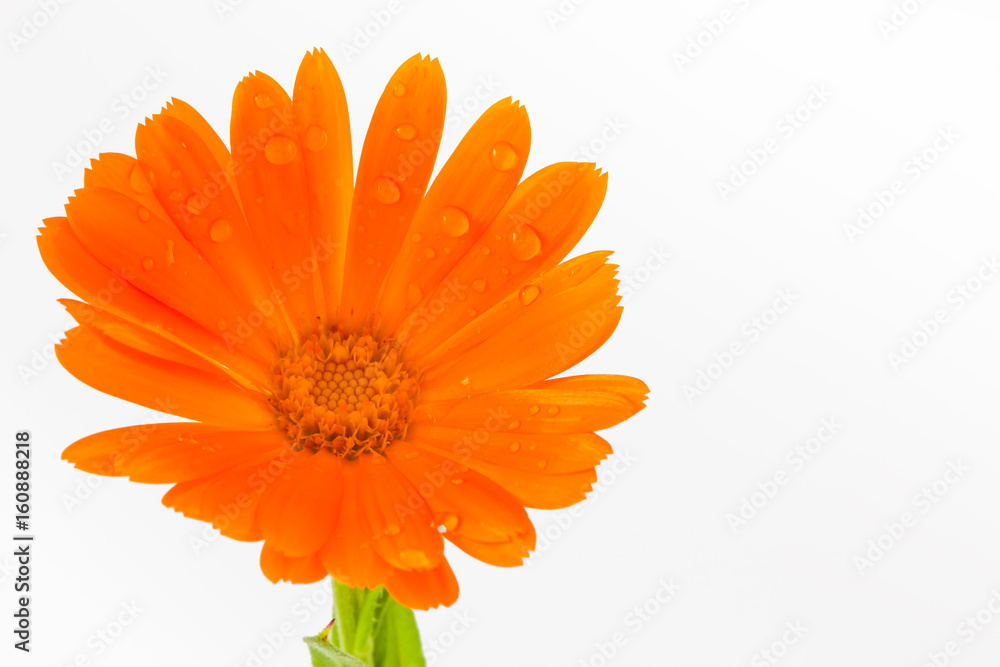 Orange pot marigold flower isolated in white background Orange pot marigold flower isolated in white background