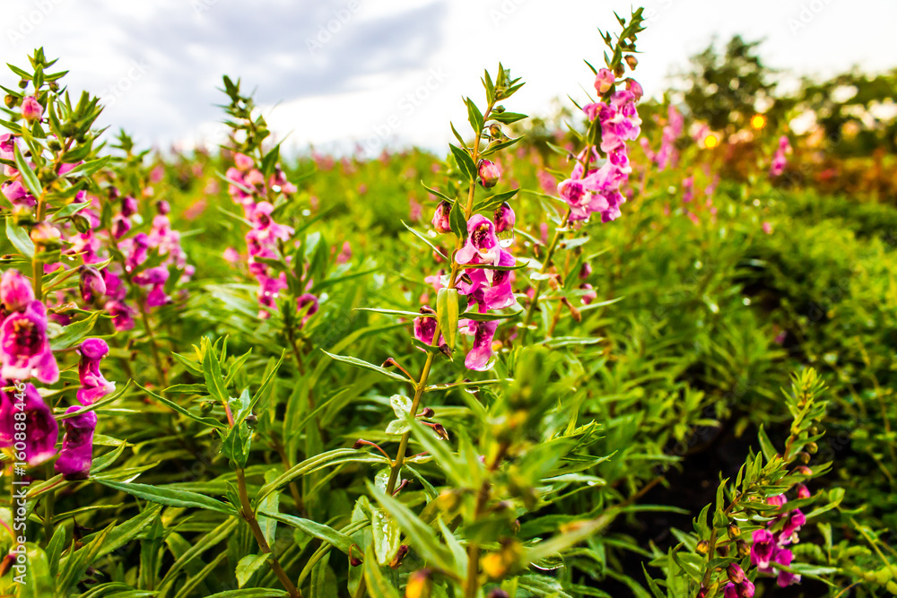 Obraz premium Garden flower natural