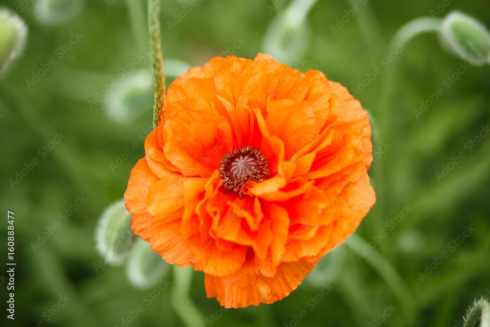 Unusual orange poppy among non-blooming flowers in summer Unusual orange poppy among non-blooming flowers in summer