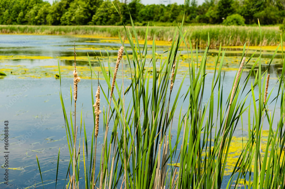 Samolepka Bull Rushes in a large pond