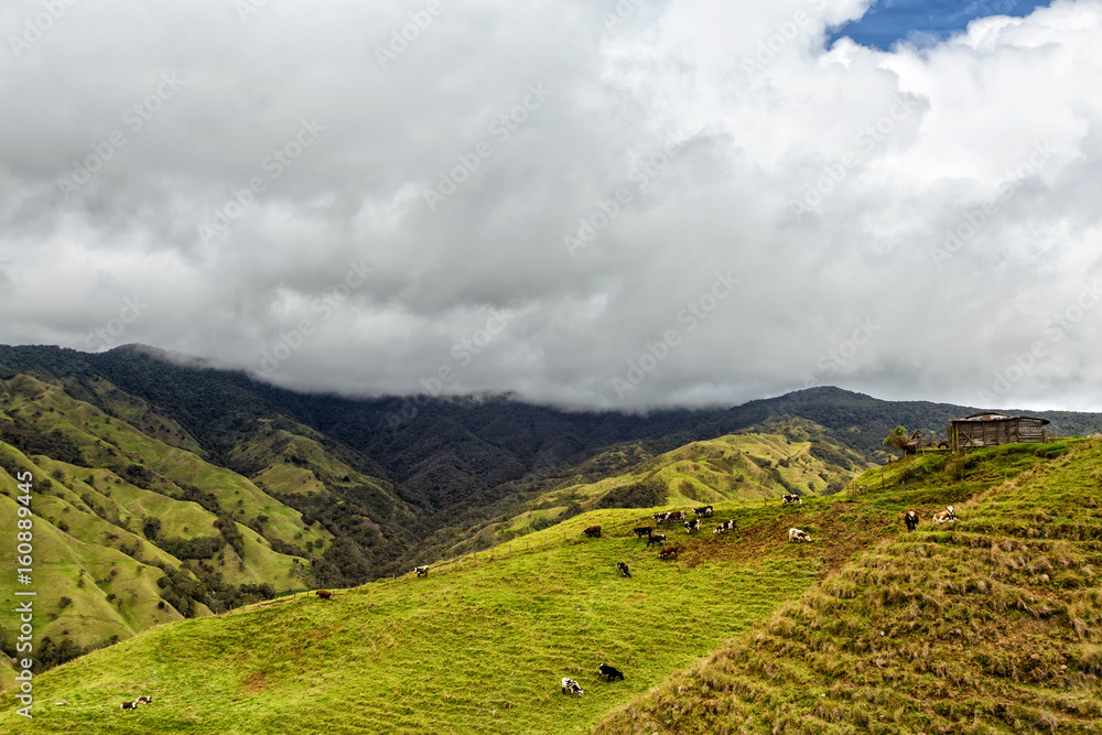 Cows grazing on the top of a ridge in the mountains outside of Salento, Colombia.