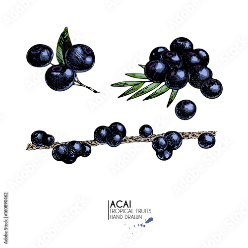 Vector hand drawn set of exotic fruits. Isolated acai berry. Engraved colored art. Delicious tropical vegetarian objects.