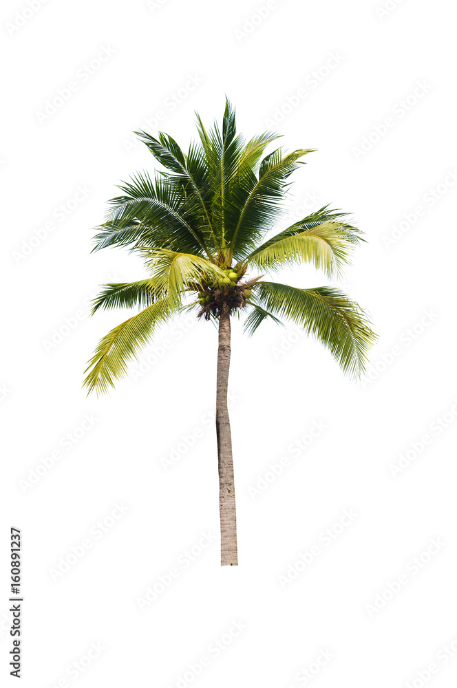 Obraz premium Coconut tree on white background 