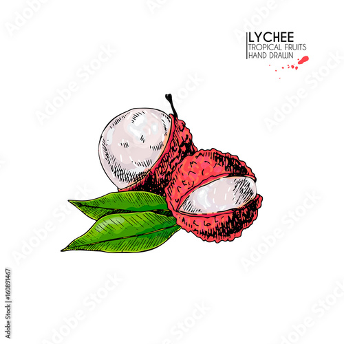 Vector hand drawn set of exotic fruits. Isolated lychee fruit. Engraved colored art. Delicious tropical vegetarian objects.