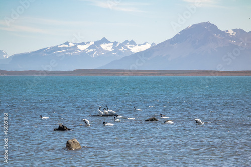 Black-necked Swan  Cygnus melancoryphus  in Almirante Montt Gulf in Patagonia - Puerto Natales  Magallanes Region  Chile