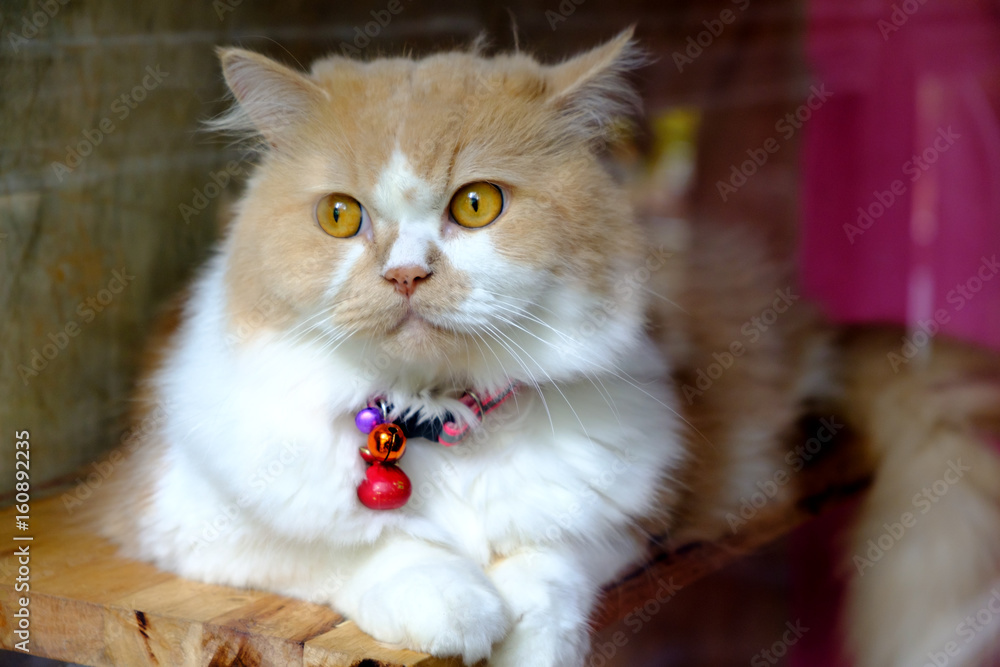 Portrait of brown-eyed cat