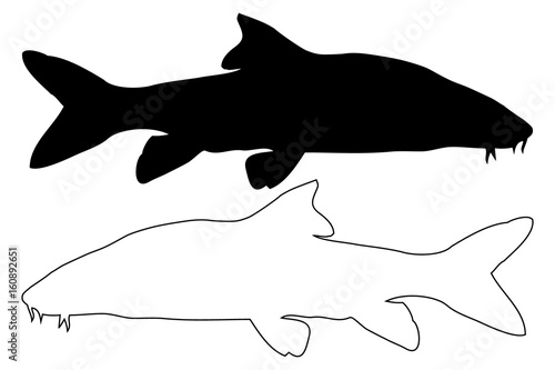Vector silhouette of Barbel fish, (Barbus barbus),