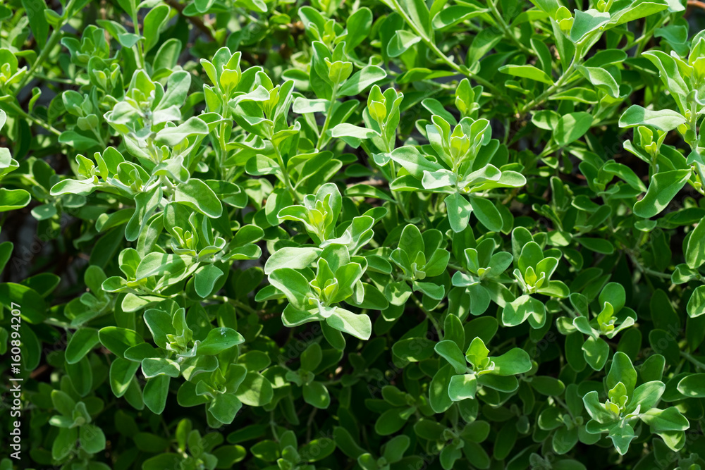 green leaf background green leaf background