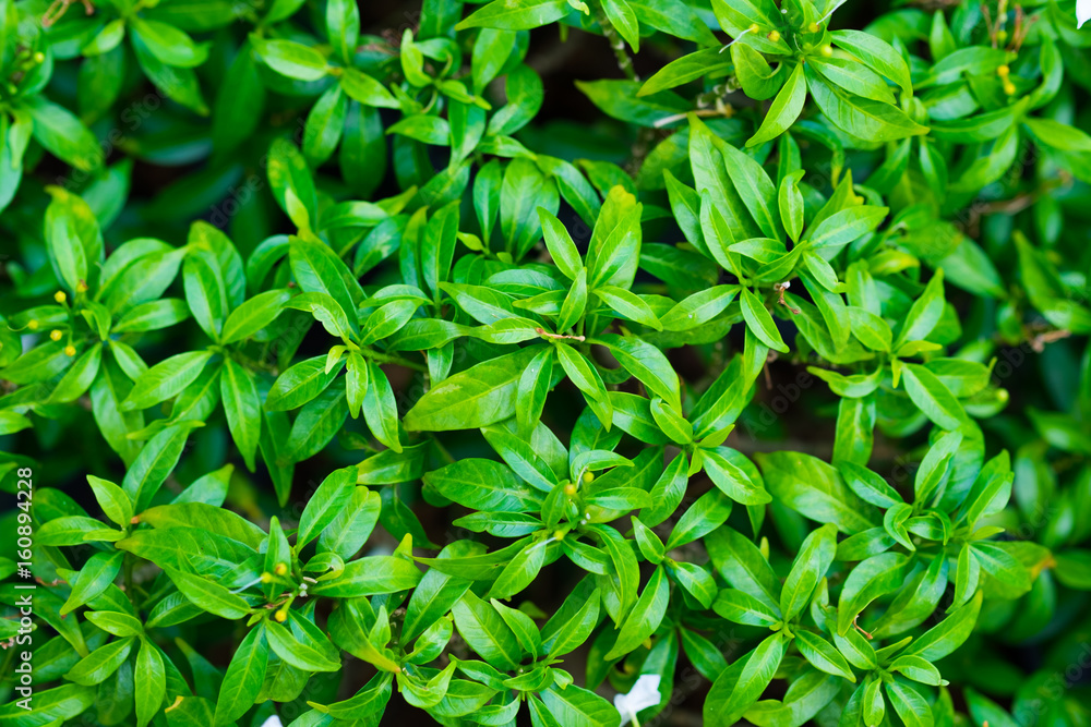 green leaf background green leaf background