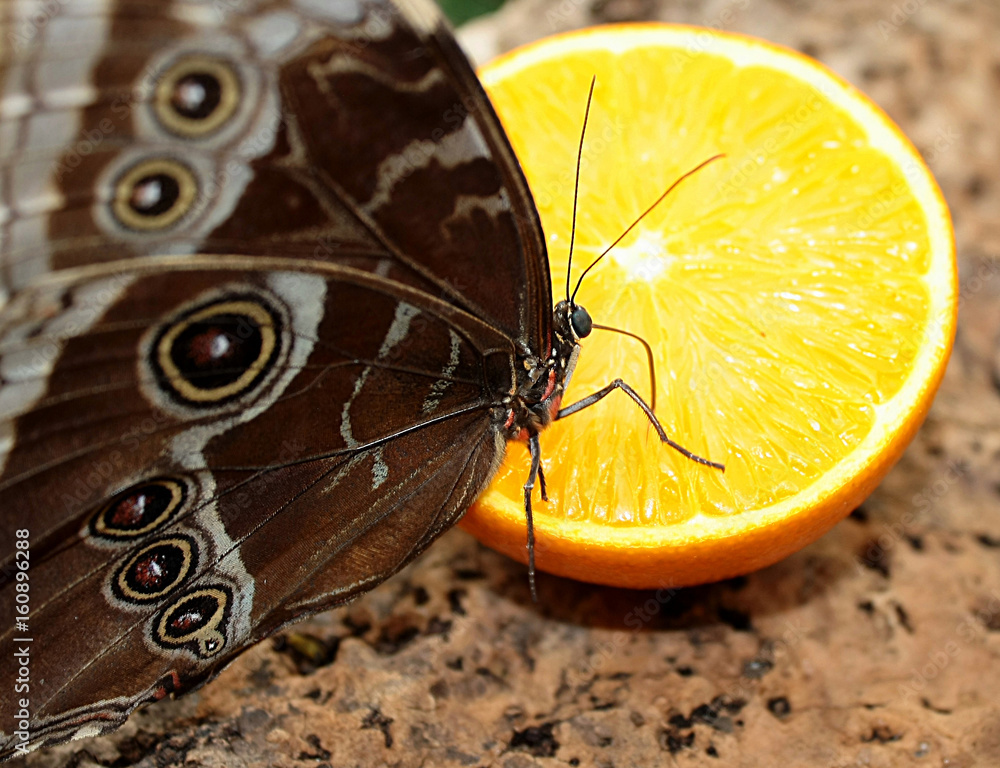 Una Fafalla Morpho Peleides Si Nutre Degli Zuccheri Di Un'Arancio 2017