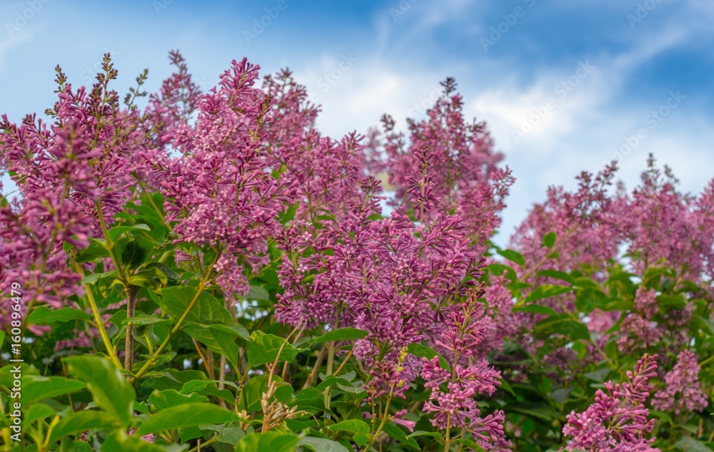 Blooming pink lilac flowers against the blue sky Blooming pink lilac flowers against the blue sky