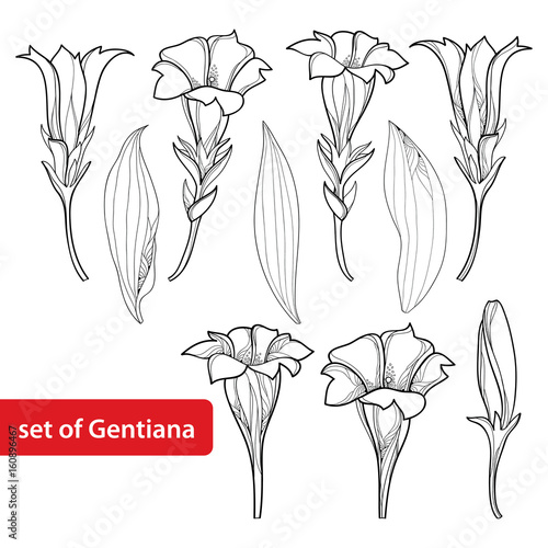 Fototapeta Naklejka Na Ścianę i Meble -  Vector set with outline Gentiana or Gentian flower, bud and leaf isolated on white background. Alpine mountain flowers in contour style for summer or herbal medicine design and coloring book.