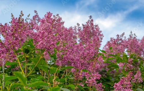 Blooming pink lilac flowers against the blue sky