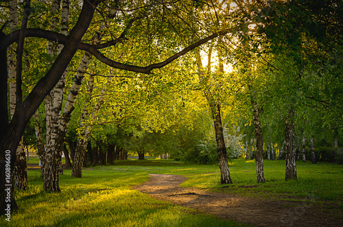 Empty pathway along old trees in a city park on a spring or summer evening at sunset