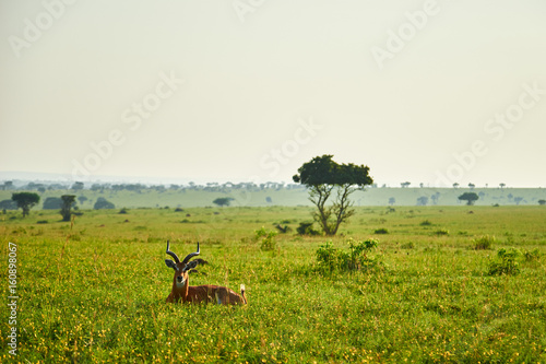 African landscape with gazelle, Queen Elizabeth National Park, Kasese, Rwenzururu sub-region, Western Uganda, Uganda, Africa photo