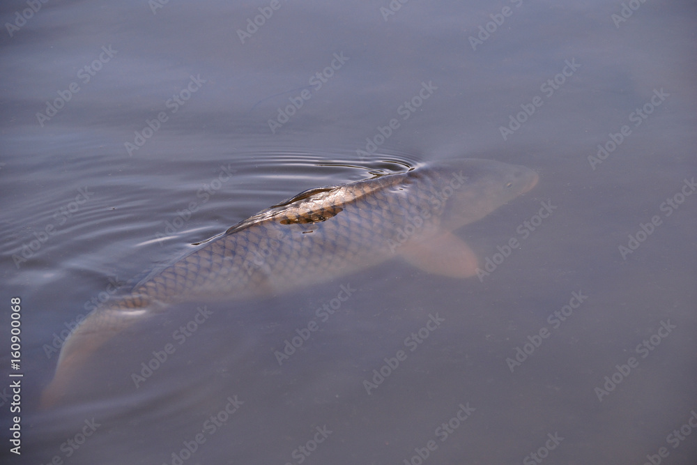 Obraz premium Big wild carp - Cyprinus carpio.
