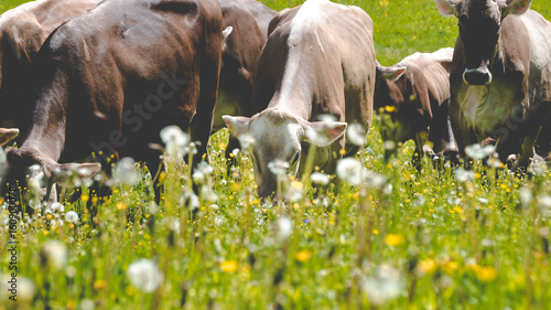 mucche che ruminano al pascolo in transumanza