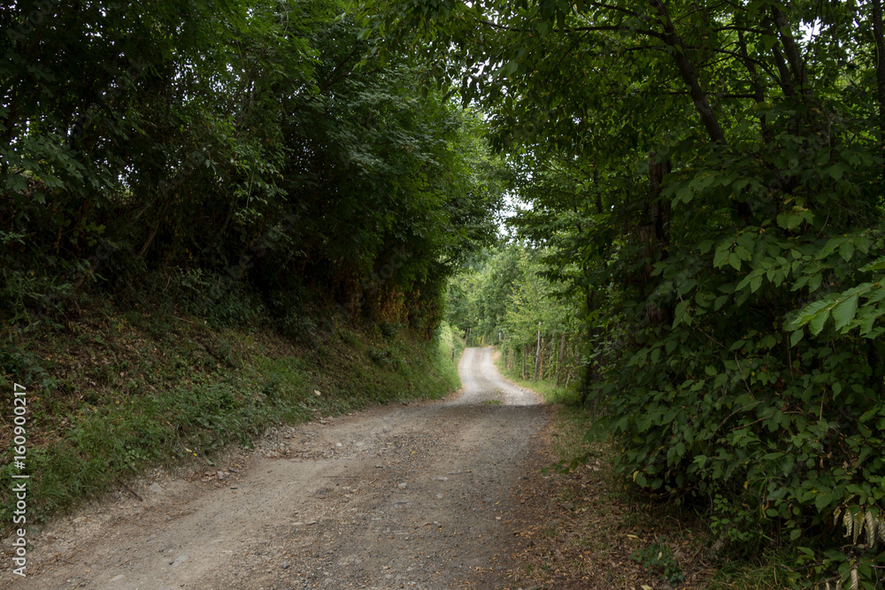 Fototapeta premium Boschi di Licciana Nardi