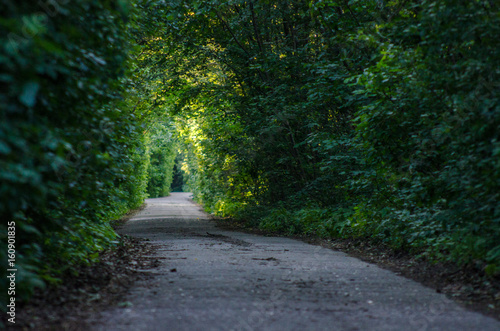 Tunnel from trees