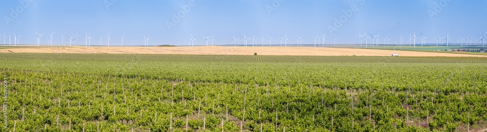 Vineyard panorama with eco grape rows and wind turbines in the back summer landscape