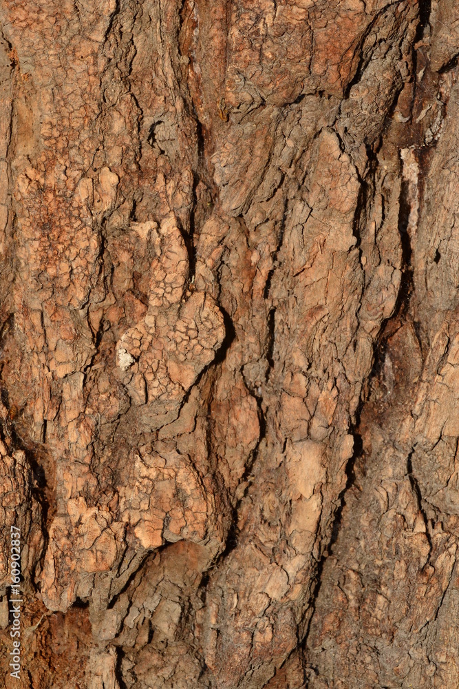 texture texture