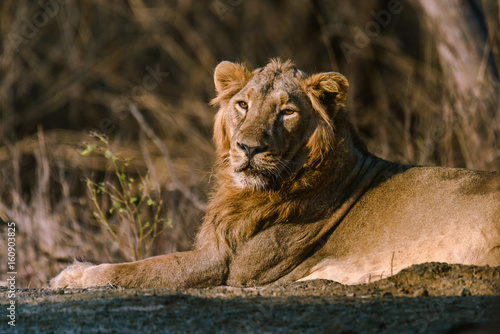 Asiatic Lion resting © swapan banik