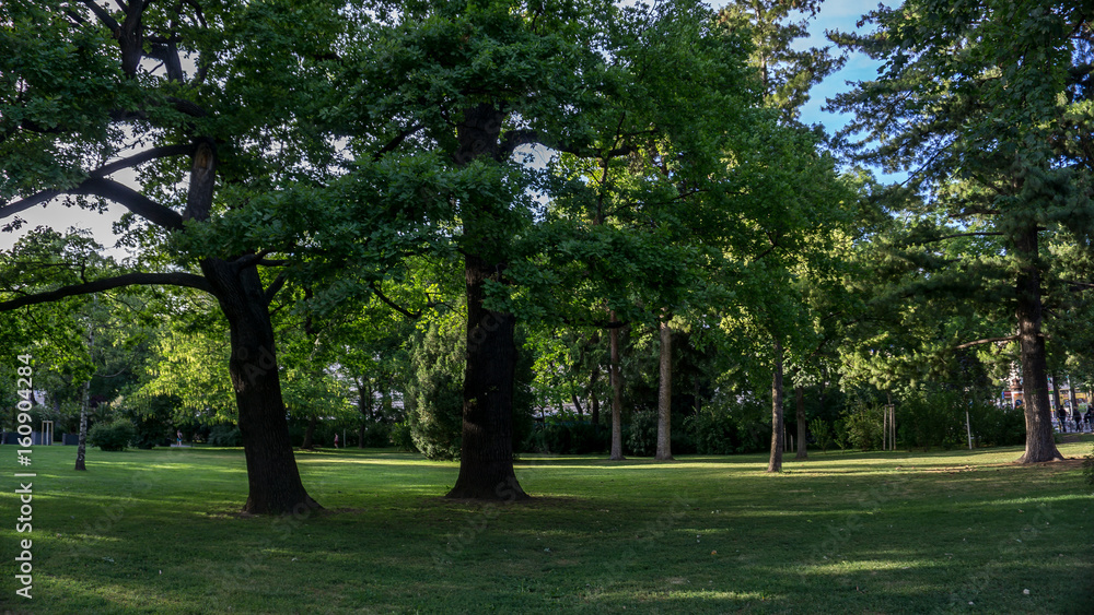 Fototapeta premium Parkroad with trees