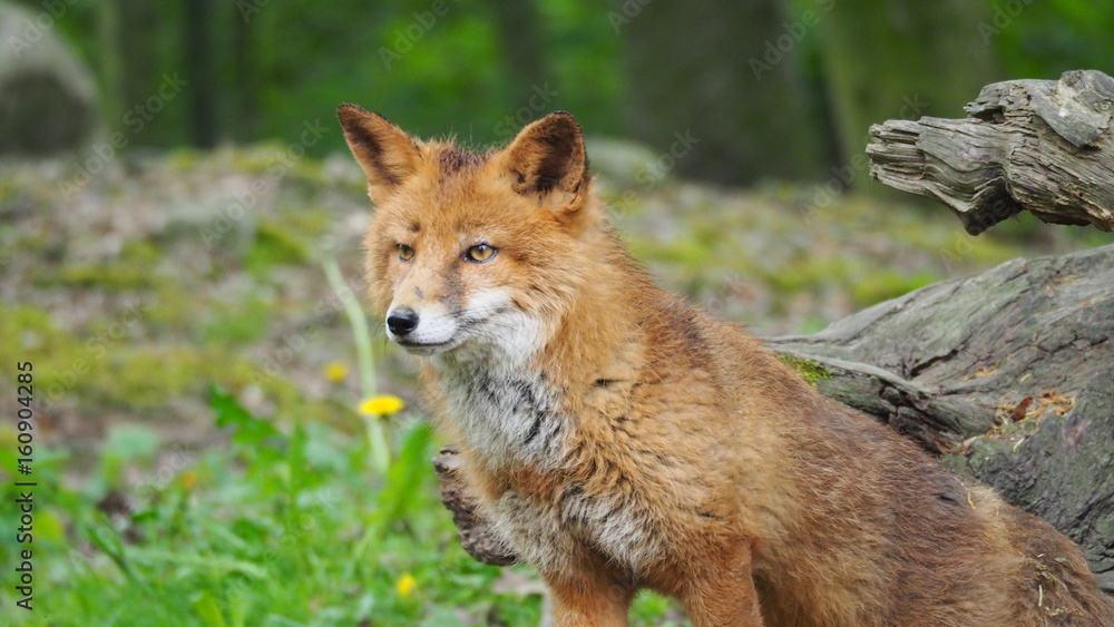 rotfuchs