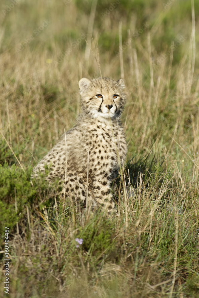 Cheetah, South Africa Cheetah, South Africa